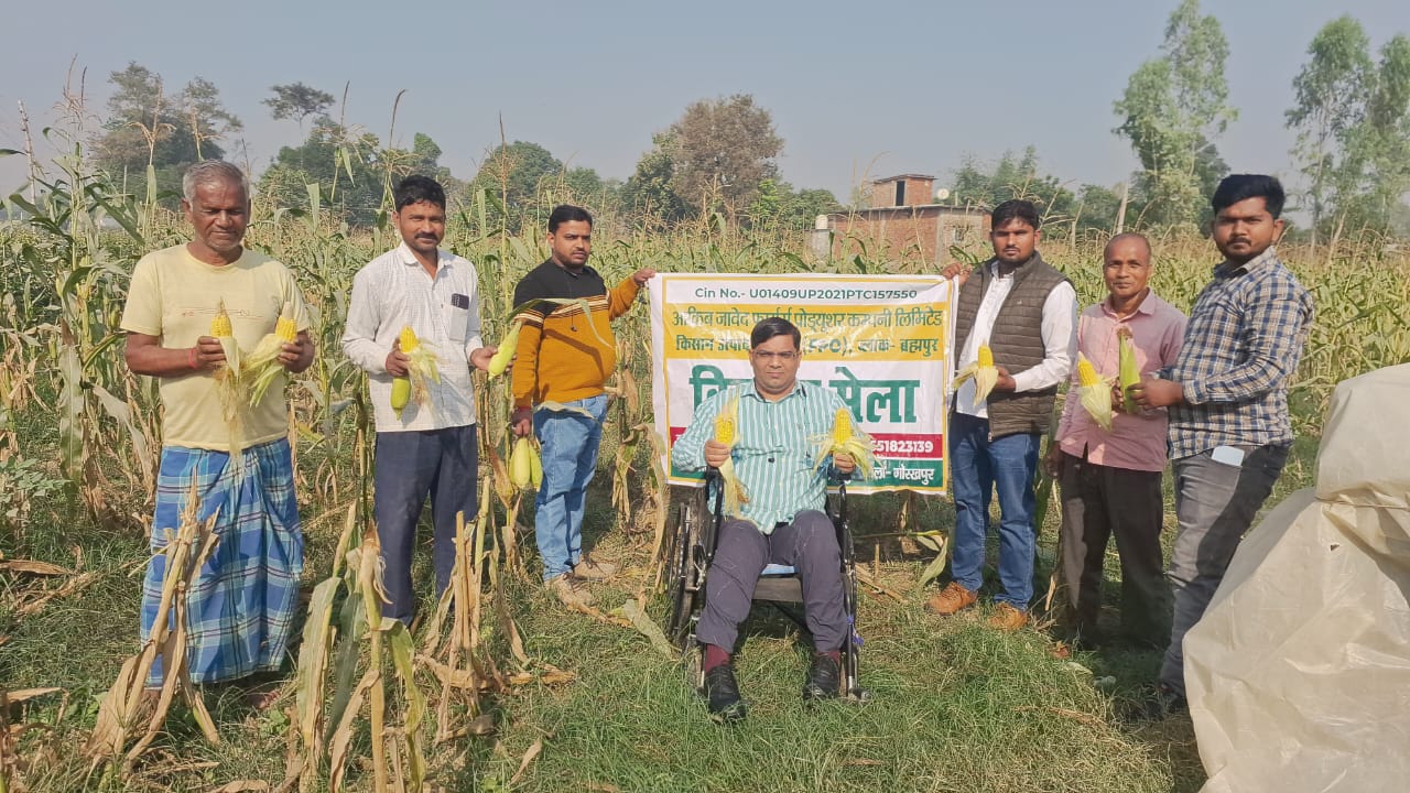 *योगी सरकार के त्वरित मक्का विकास कार्यक्रम के सामने आ रहे शानदार नतीजे*