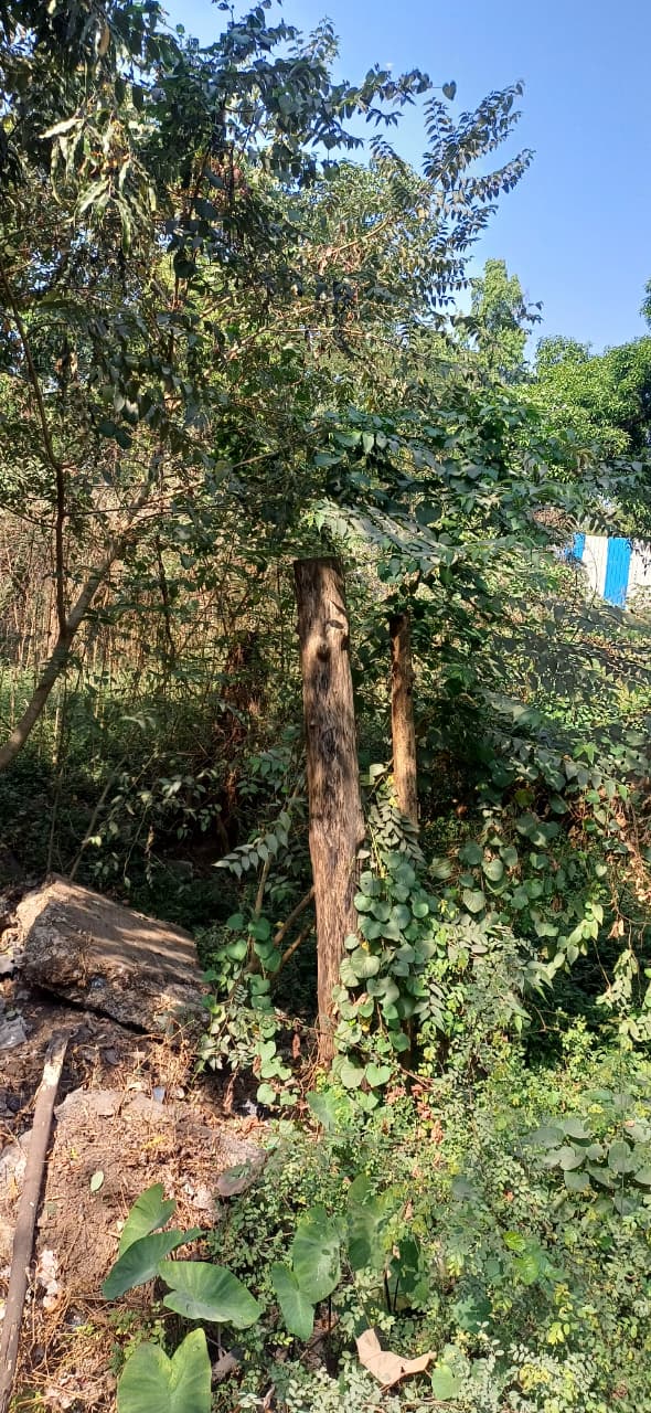 Displaced trees in a dying state