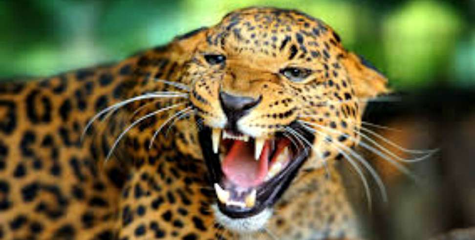 गुलदार का प्रतीकात्मक फोटो गुलदार का प्रतीकात्मक फोटो