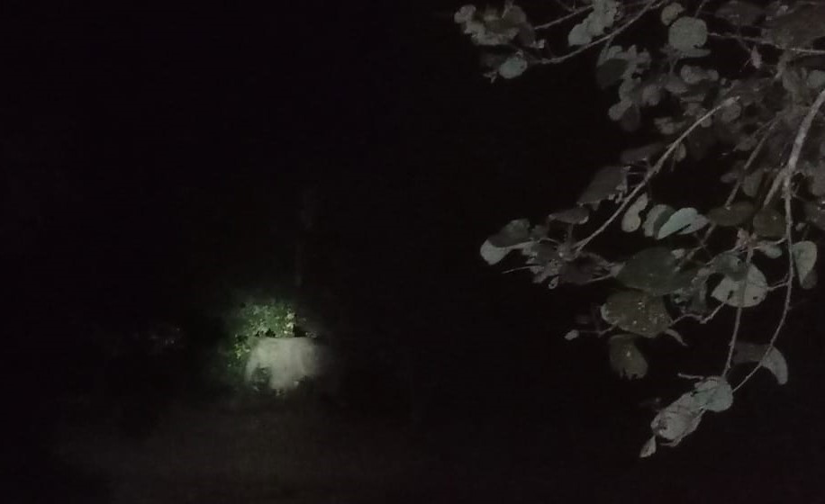 देर रात खेत में हाथी्