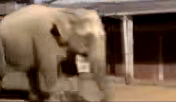 देर रात भागते हुए हाथी दूर से ली गई तस्वीर देर रात भागते हुए हाथी दूर से ली गई तस्वीर