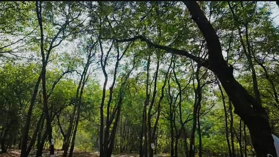 Cm orders save tapovan dr Prashant Cm orders save tapovan dr Prashant