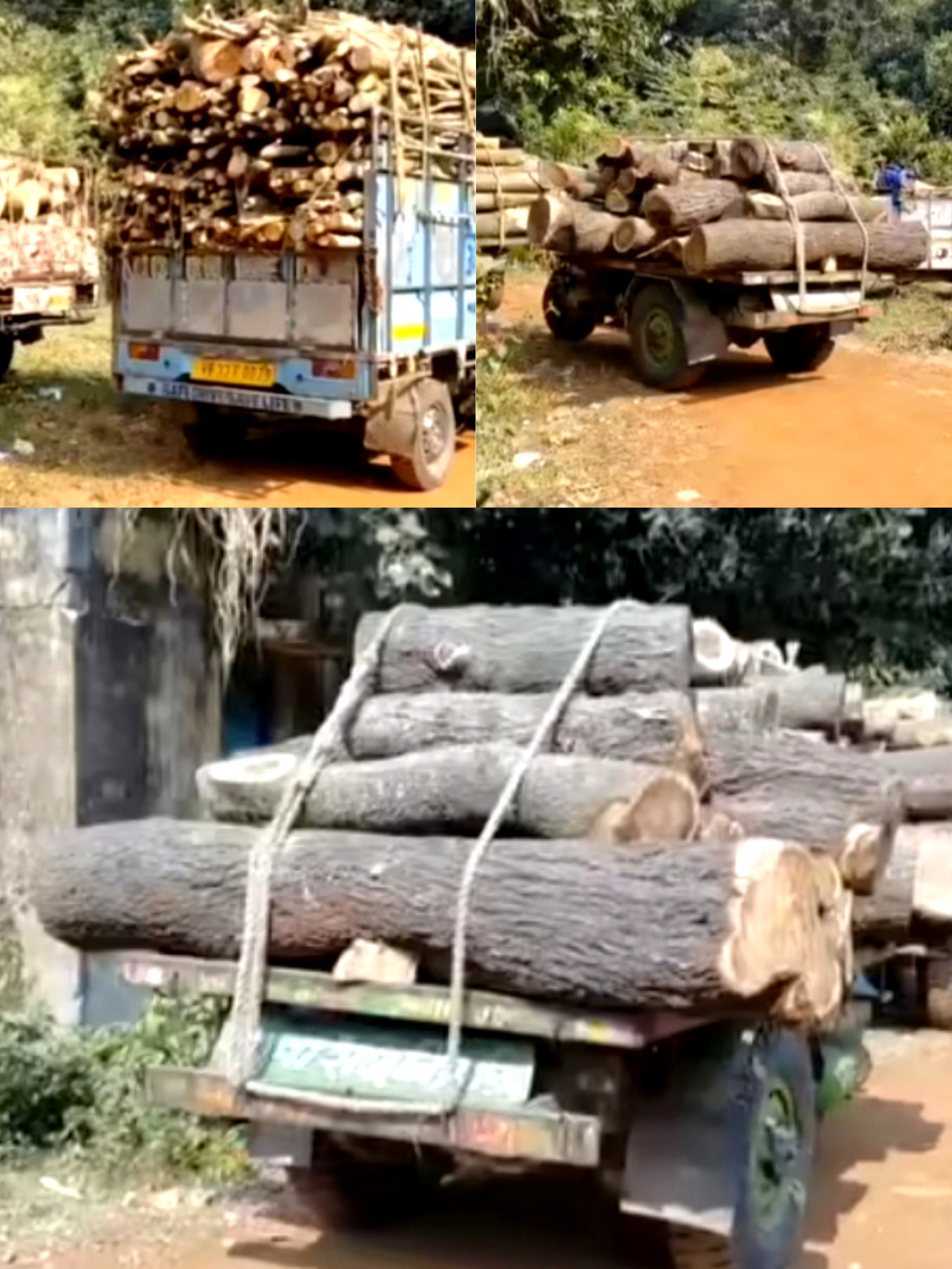 मेदिनीपुर वन विभाग की टीम द्वारा पकड़ी गई लकड़ी से भरी गाड़ियां मेदिनीपुर वन विभाग की टीम द्वारा पकड़ी गई लकड़ी से भरी गाड़ियां