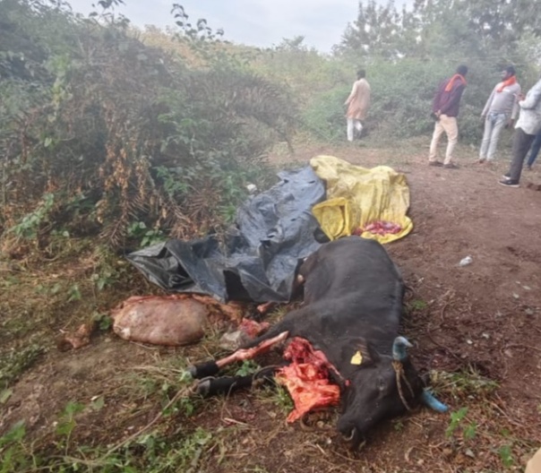 गौहत्या मामले में दस गिरफ्तार गौहत्या मामले में दस गिरफ्तार