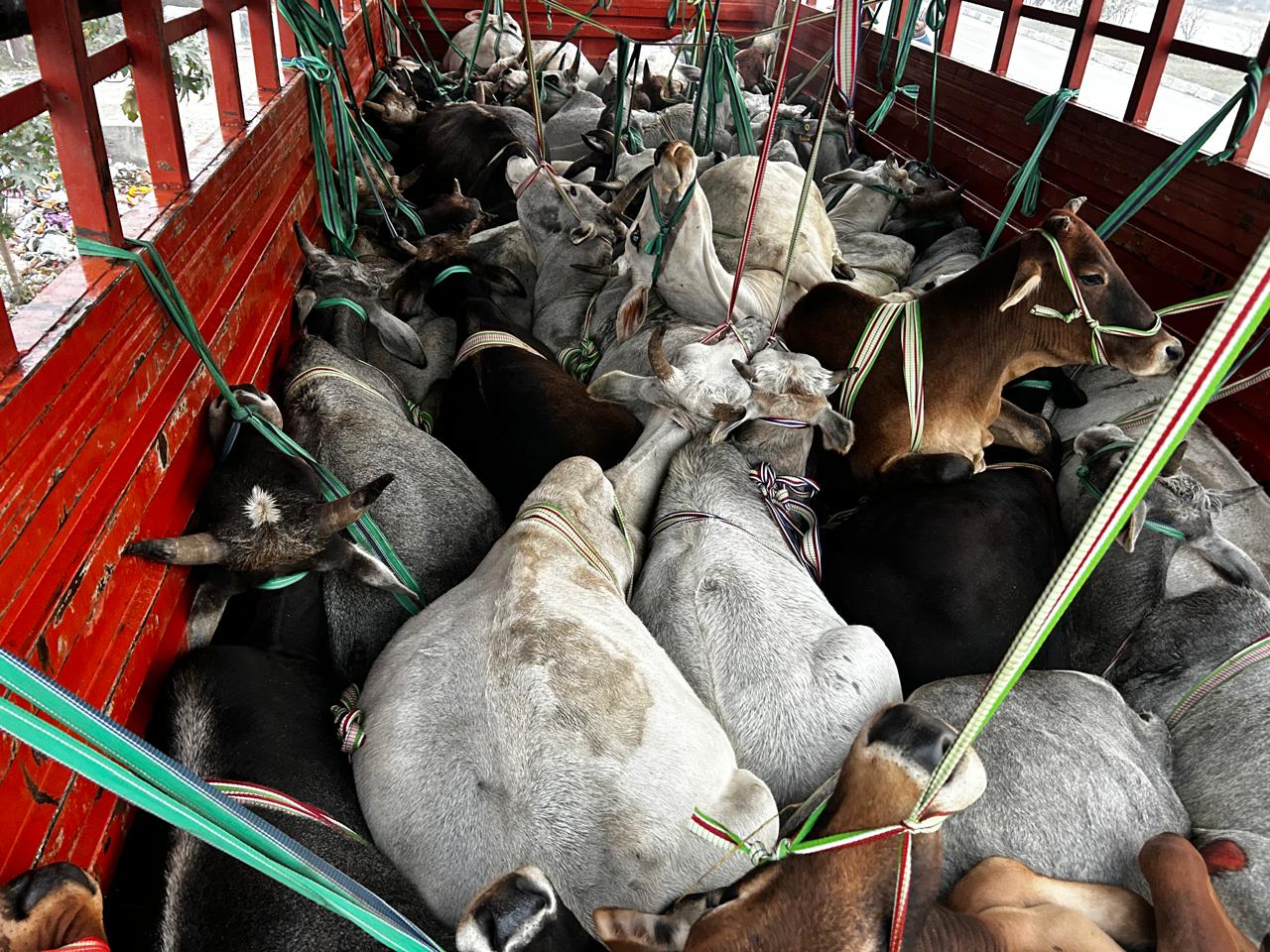 डीसीएम में लदे गोवंश। डीसीएम में लदे गोवंश।