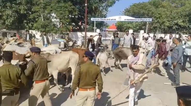 कलेक्ट्रेट कार्यालय के सामने गायों को जबरन भीतर प्रवेश कराने का प्रयास करते श्योपुर विधायक बाबू जण्डेल.