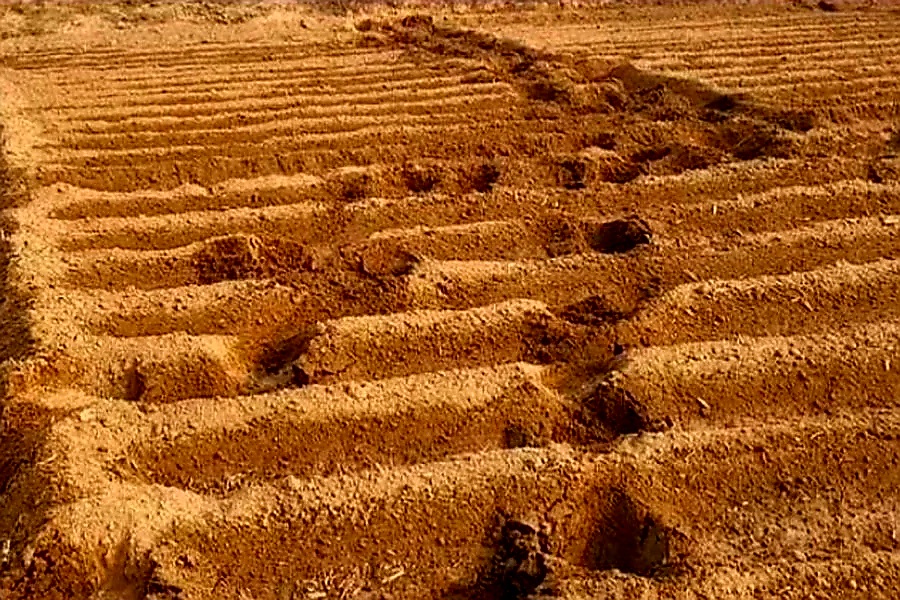 खेत में हाथी के पैरों के निशान