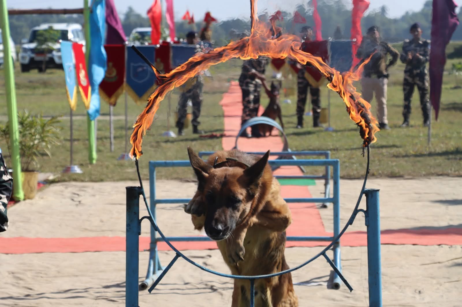 अररिया फोटो: डॉग शो अररिया फोटो: डॉग शो