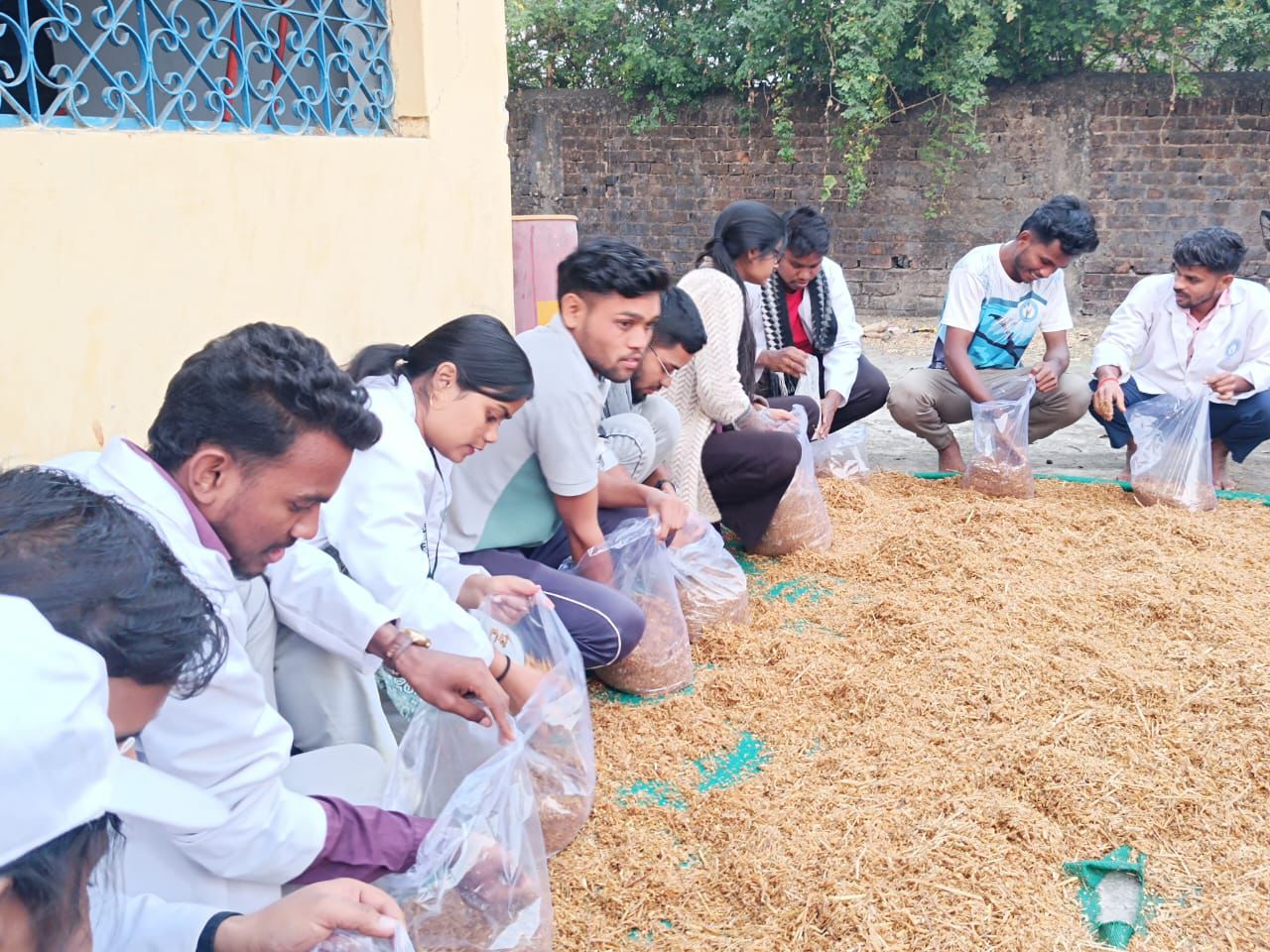मशरूम बनाने के लिए पालीथिन में पुआल भरते हुए विद्यार्थी।