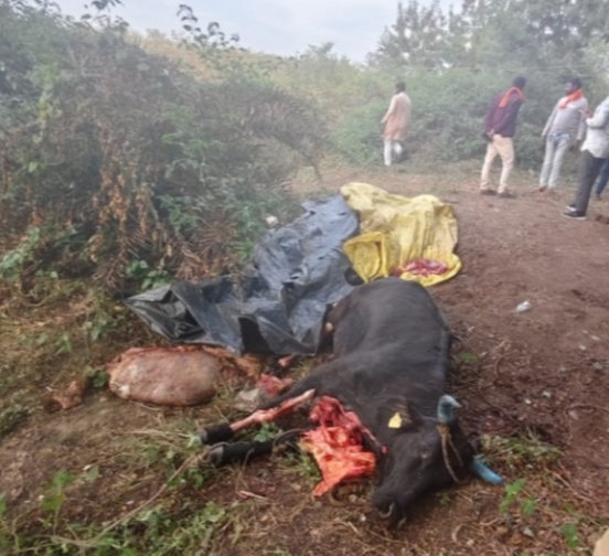 गौकशी घटना गौकशी घटना