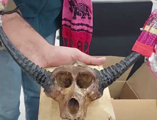 एयरपाेर्ट पर जानवर की खोपड़ी के साथ फ्रांसीसी पति-पत्नी की गिरफ्तारी के बाद जमानत, मामले की जांच जारी