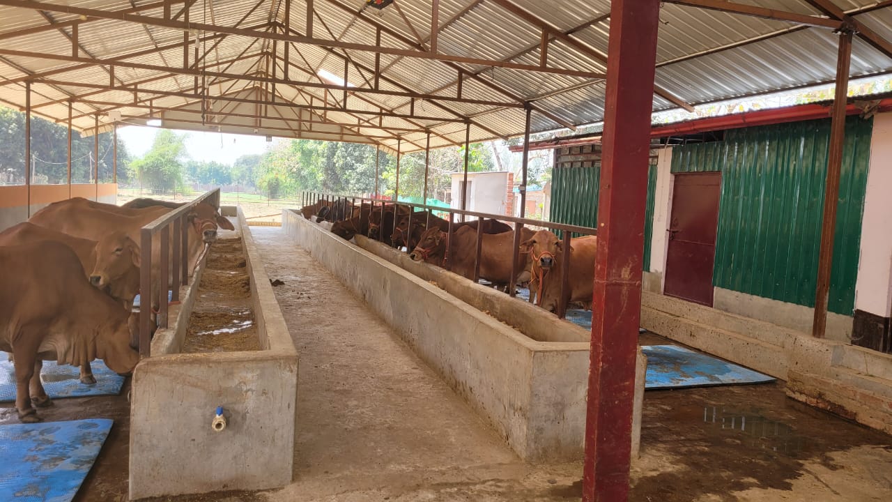 *स्वदेशी उन्नत नस्ल के 25 गोवंश से डेयरी लगाने पर परियोजना लागत का मिलता है 50 प्रतिशत अनुदान* *स्वदेशी उन्नत नस्ल के 25 गोवंश से डेयरी लगाने पर परियोजना लागत का मिलता है 50 प्रतिशत अनुदान*