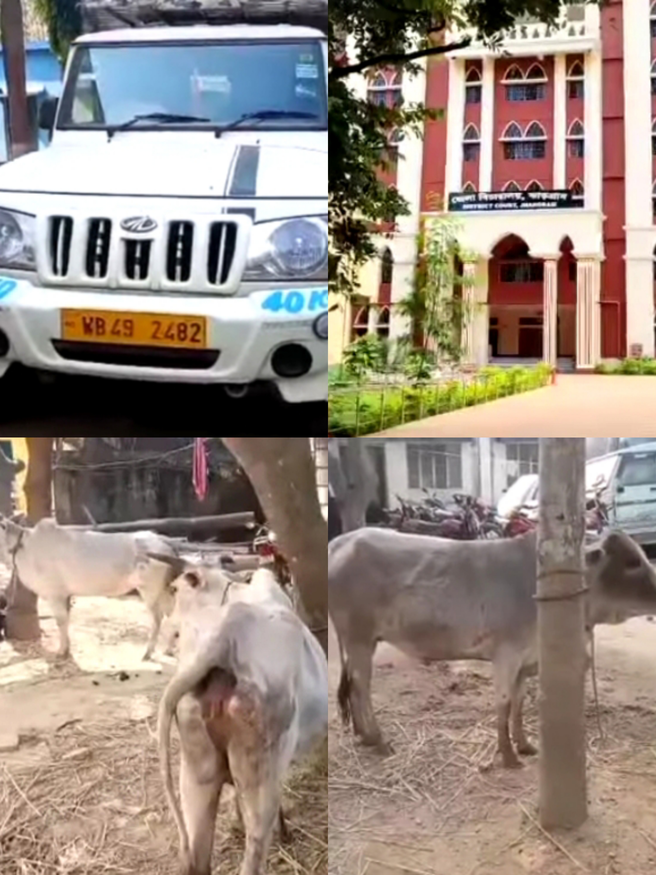 बेलियाबेड़ा में पुलिस की कार्रवाई, पिकअप वैन से सात मवेशी जब्त.