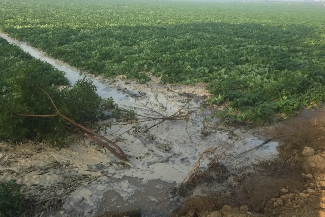 रजवाहा की पटरी कटी, फसलें जलमग्न रजवाहा की पटरी कटी, फसलें जलमग्न