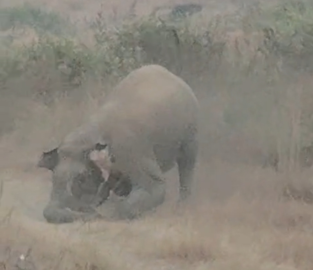 सुरक्षा कर्मी को पटकता हाथी सुरक्षा कर्मी को पटकता हाथी