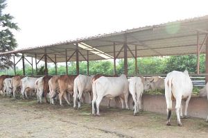 गोशाला गोशाला