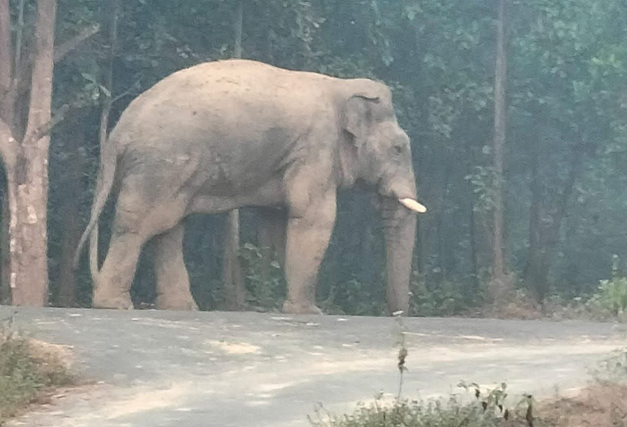 दलछूट हांथी