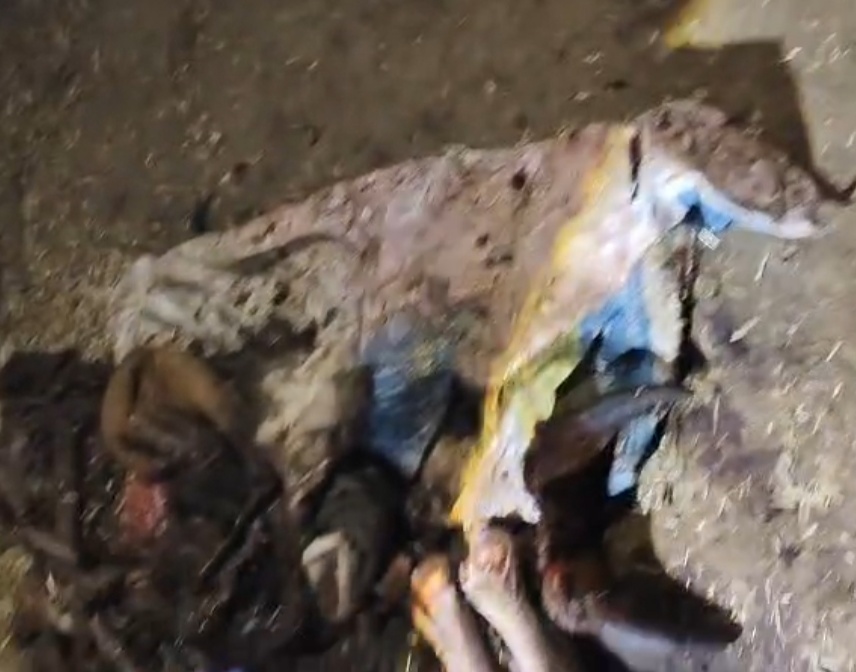 गौहत्या मामला गौहत्या मामला