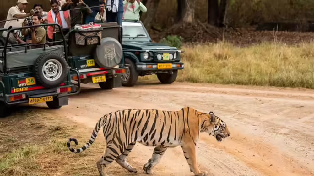 MP: Mobile phones are now completely banned in tiger reserves.