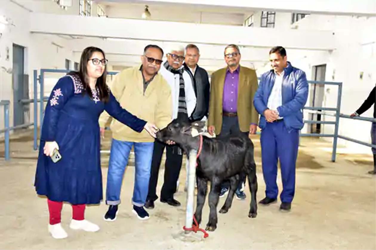 क्लोन झोटा ‘हिसार गौरव 2.0’ के साथ वैज्ञानिकों की टीम।