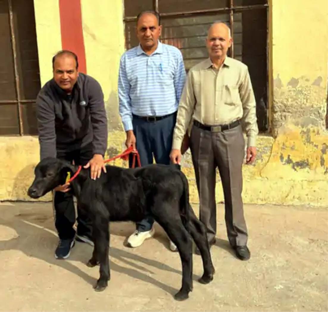क्लोन झोटा ‘हिसार गौरव 2.0’ के साथ वैज्ञानिकों की टीम।