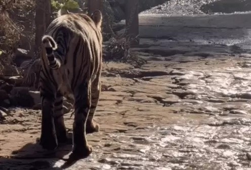 रणथम्भौर टाइगर रिजर्व