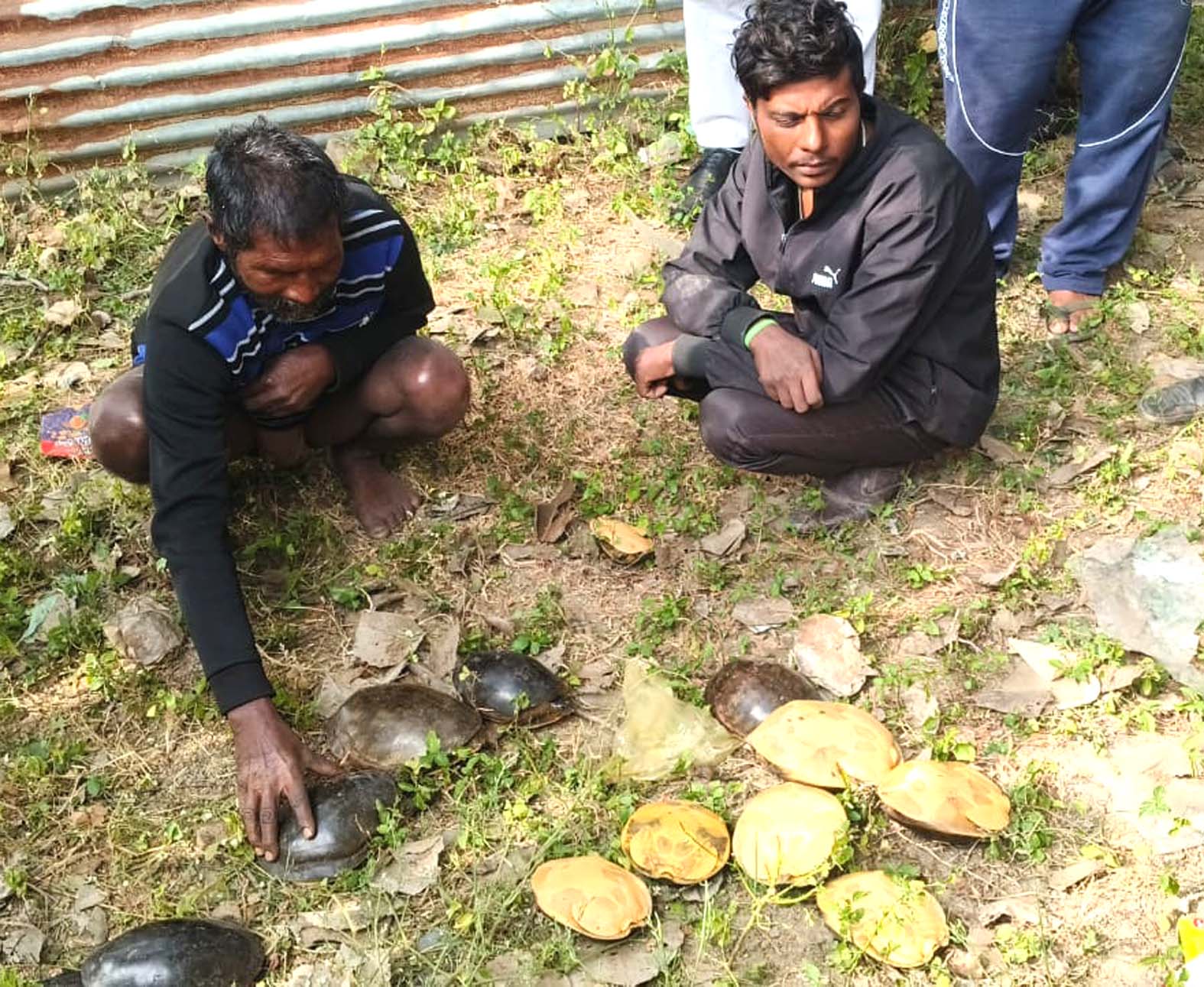 वन विभाग ने चित्रकूट के पुरा तालाब से किया 12 कछुओं का रेस्क्यू वन विभाग ने चित्रकूट के पुरा तालाब से किया 12 कछुओं का रेस्क्यू