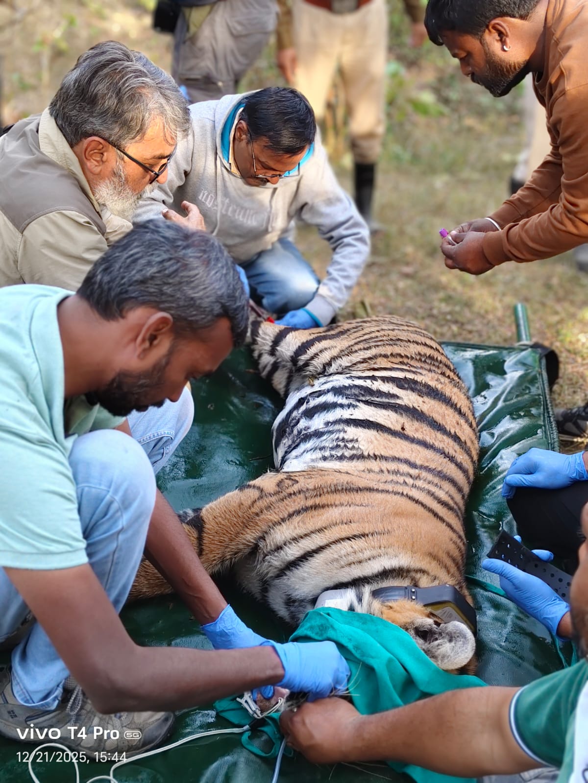 MP: Historic flight of tigress from Pench to Rajasthan: Successful transfer by MI-17 helicopter