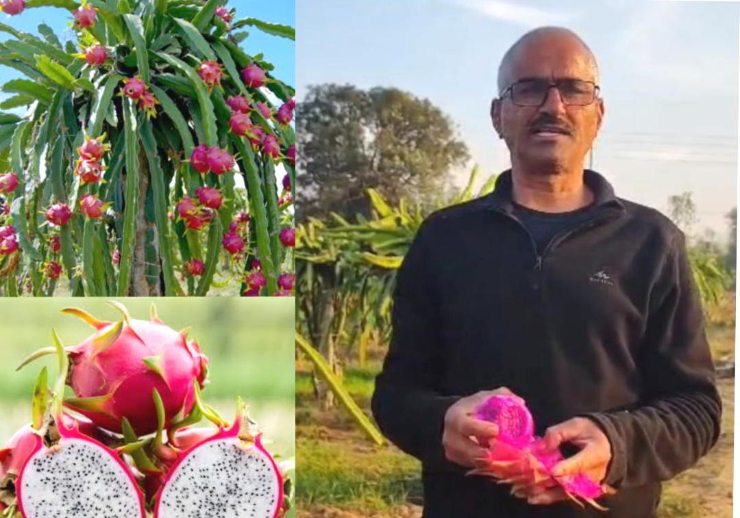 ड्रैगन फ्रूट की खेती के साथ जीवन राणा।