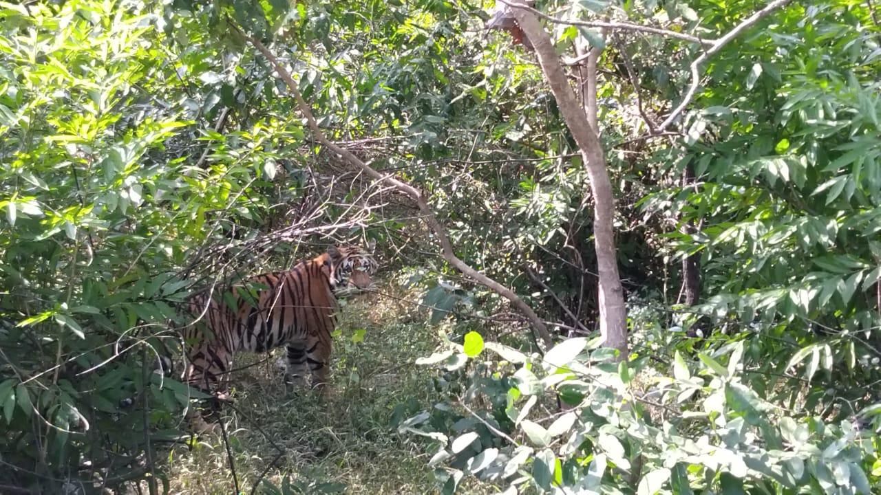 MP: Pech tigress PN-224 will shape the future of Rajasthan's tigers.