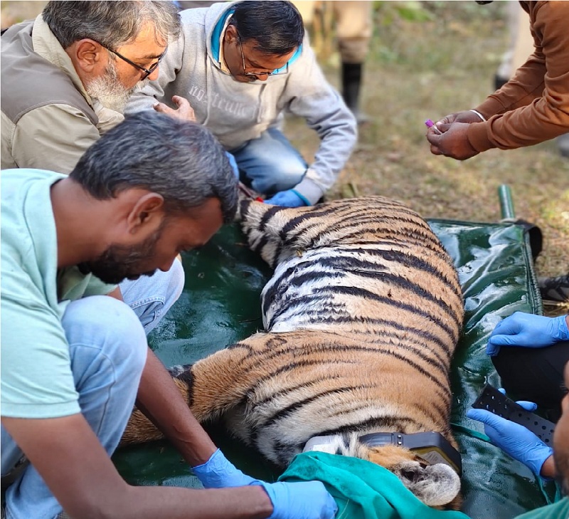 मप्र के पेंच से बाघिन का राजस्थान के रामगढ़ विषधारी टाइगर रिज़र्व में सफल स्थानांतरण
