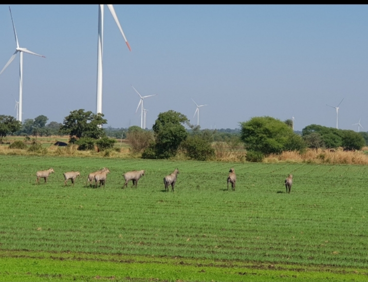 रतलाम में घोड़ारोज के झुंड खेतो में रौंद रहे फसलें, किसान परेशान