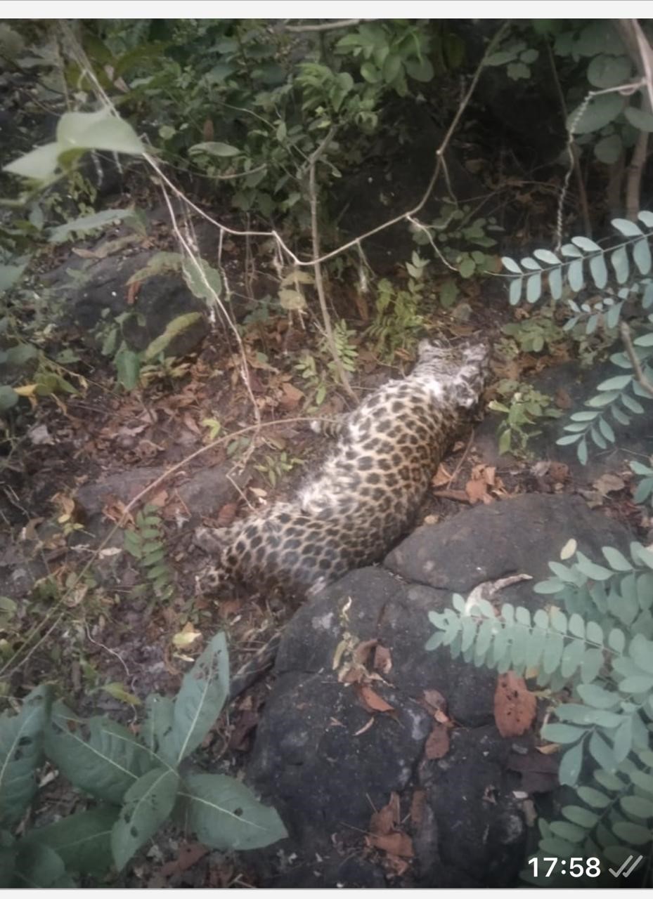 वनांचल में मृत मिला तेंदुआ।