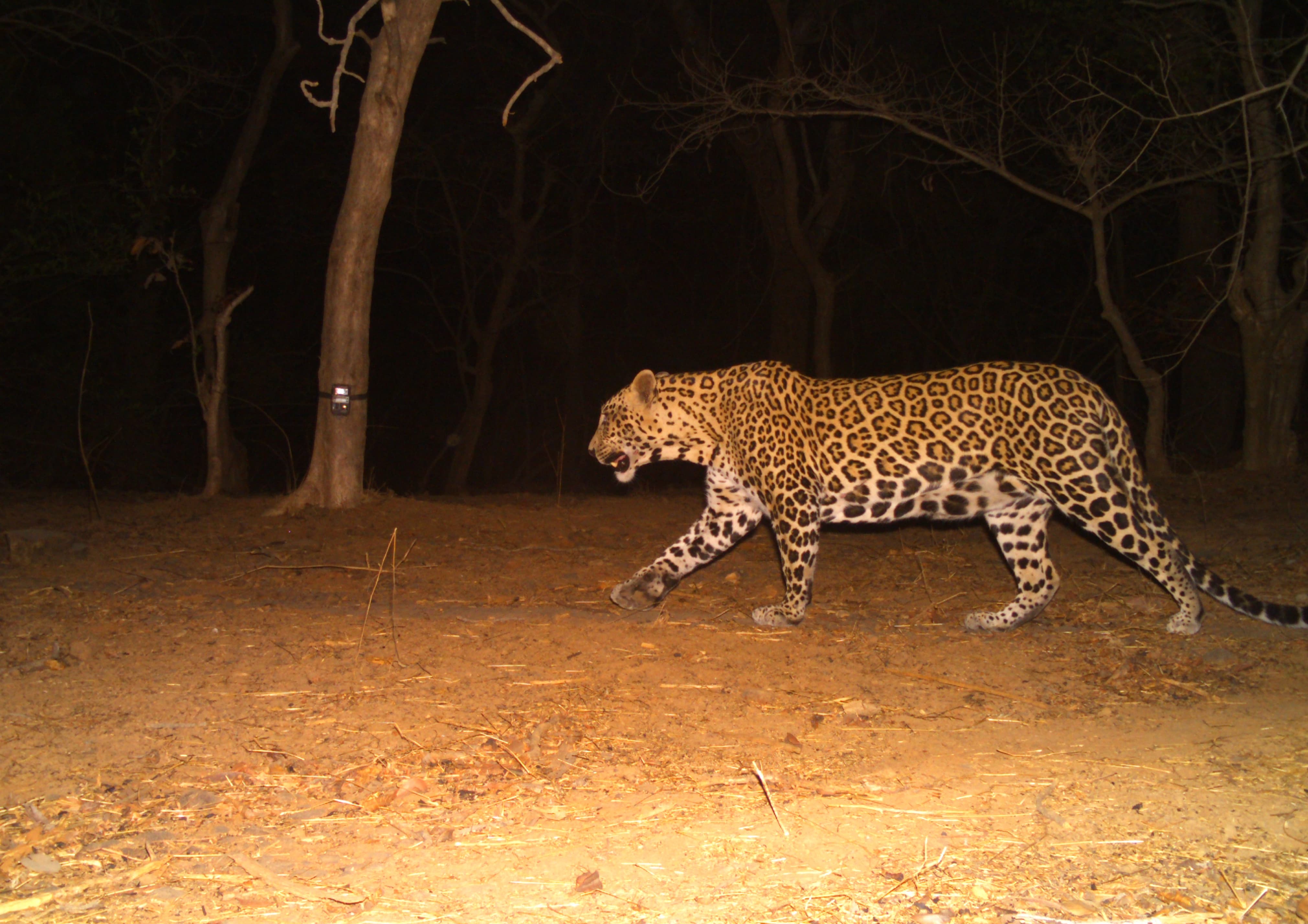 Shelter creatures destroyed yet he declared murderer