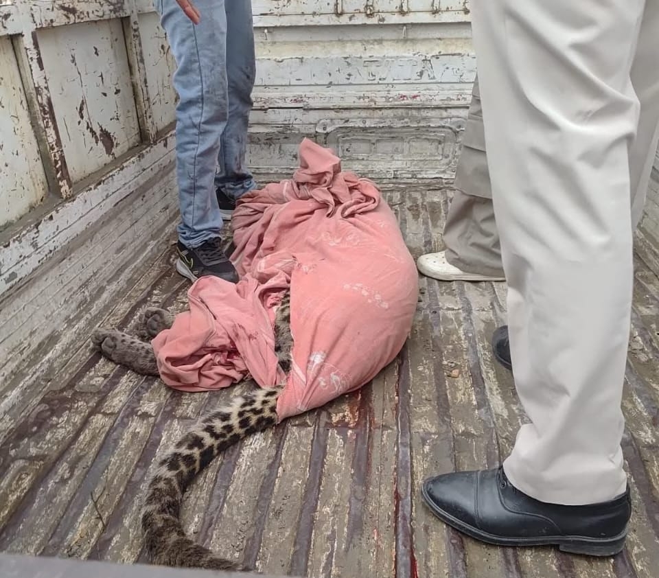 तेंदुए को कब्जे में लिया