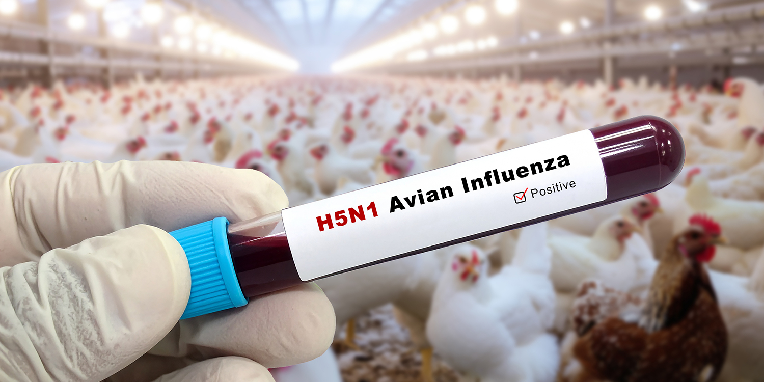 एवियन इन्फ्लूएंजा (H5N1) से संबंधित तस्वीर एवियन इन्फ्लूएंजा (H5N1) से संबंधित तस्वीर