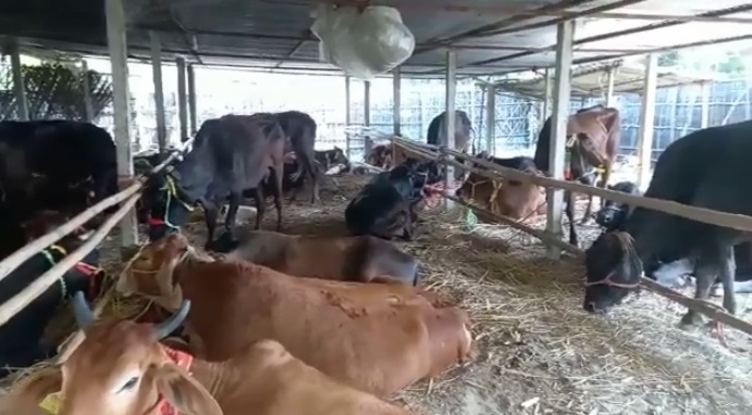 गोशाला में रखा गया जब्त मवेशी