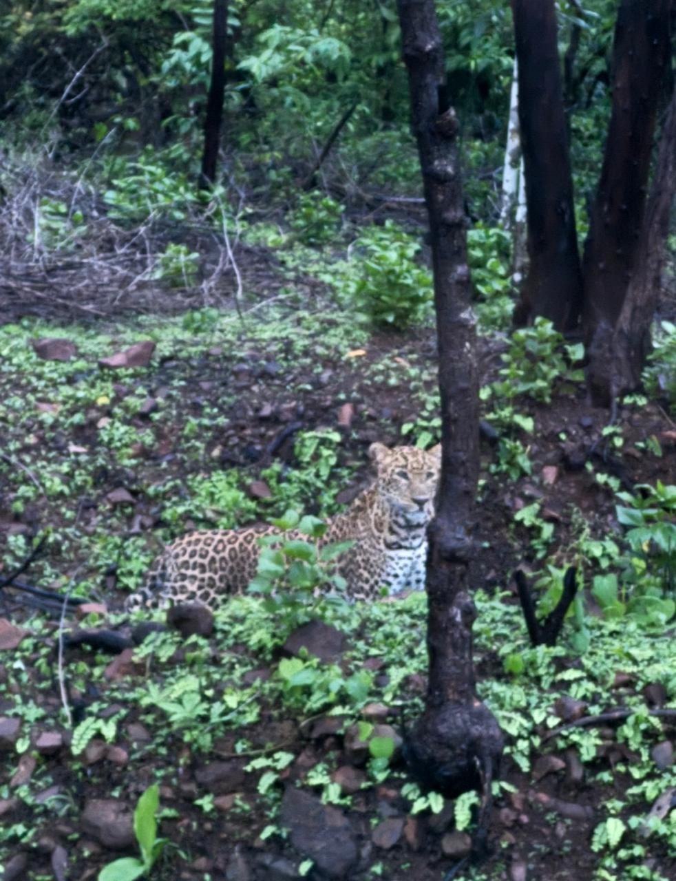 Cm took action on deforestation Cm took action on deforestation