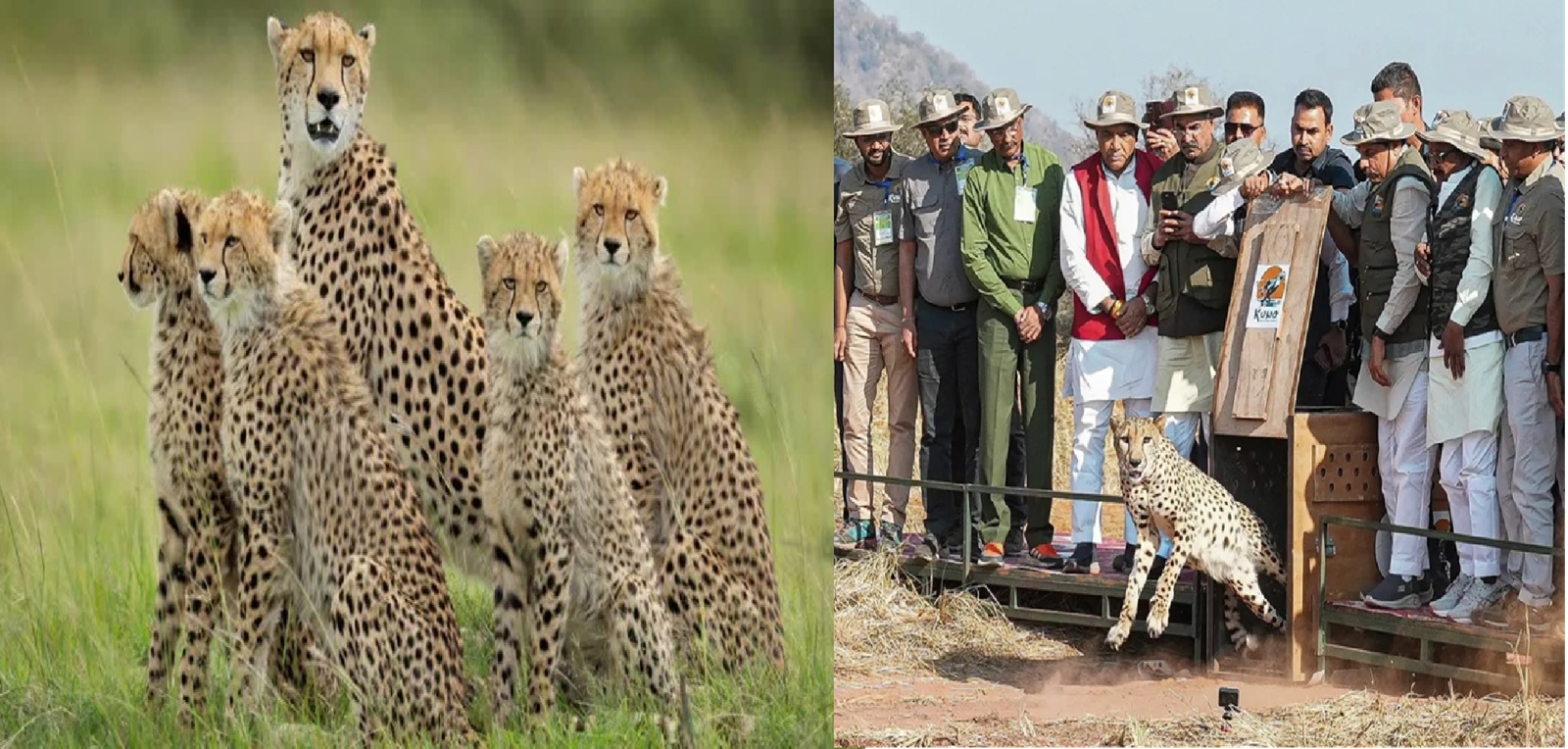 मप्र में चीता, मोहन सरकार