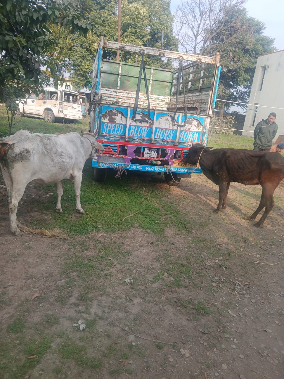 जम्मू पुलिस ने मवेशी तस्करी का प्रयास विफल किया