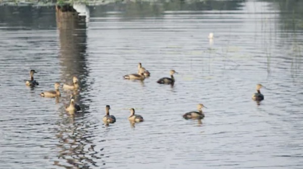 यूरोप- अफ्रीका से मप्र के नौरादेही पहुंचे प्रवासी पक्षी, 150 से अधिक प्रजातियों से गुलजार हुआ टाइगर रिजर्व