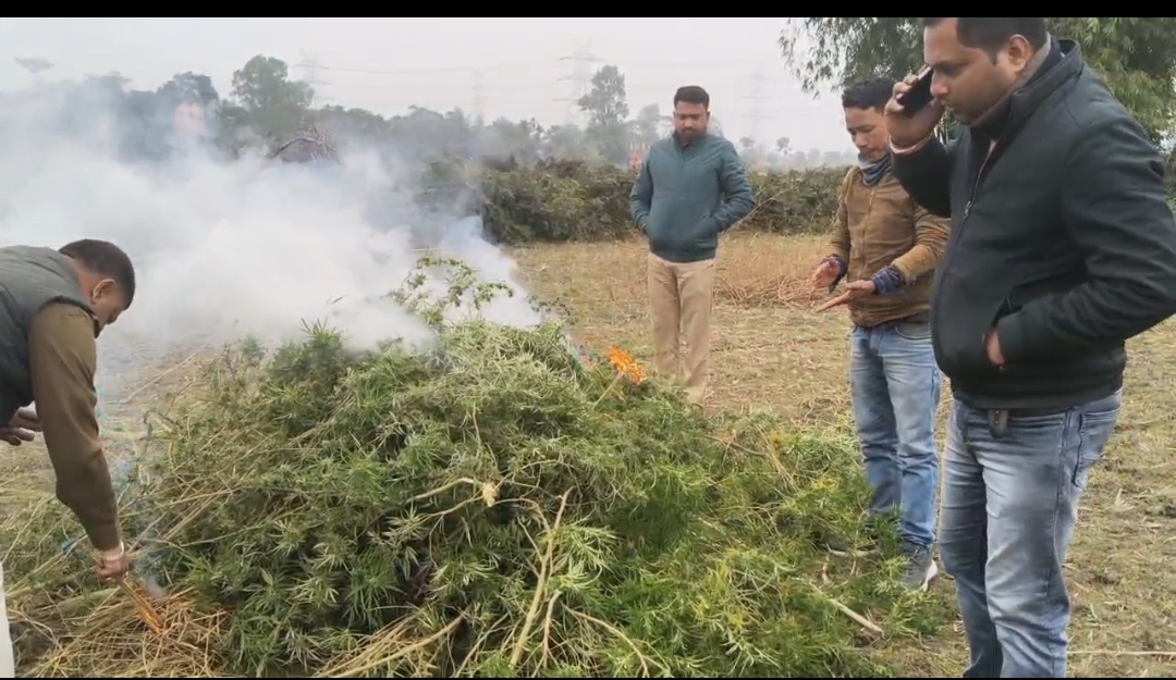 गांजा की खेती को नष्ट करती पुलिस कर्मी