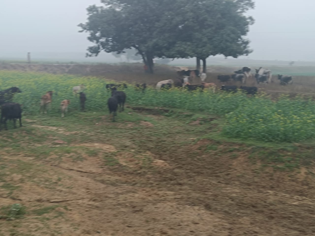 छुट्टा पशुओं से कुसहरा गांव के किसान बेहाल, सैकड़ों एकड़ फसल तबाह*