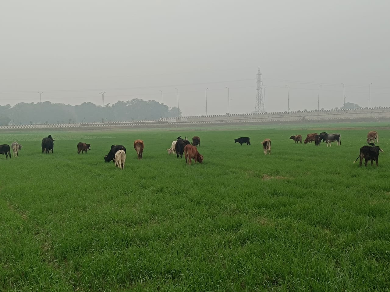 छुट्टा पशुओं से कुसहरा गांव के किसान बेहाल, सैकड़ों एकड़ फसल तबाह*