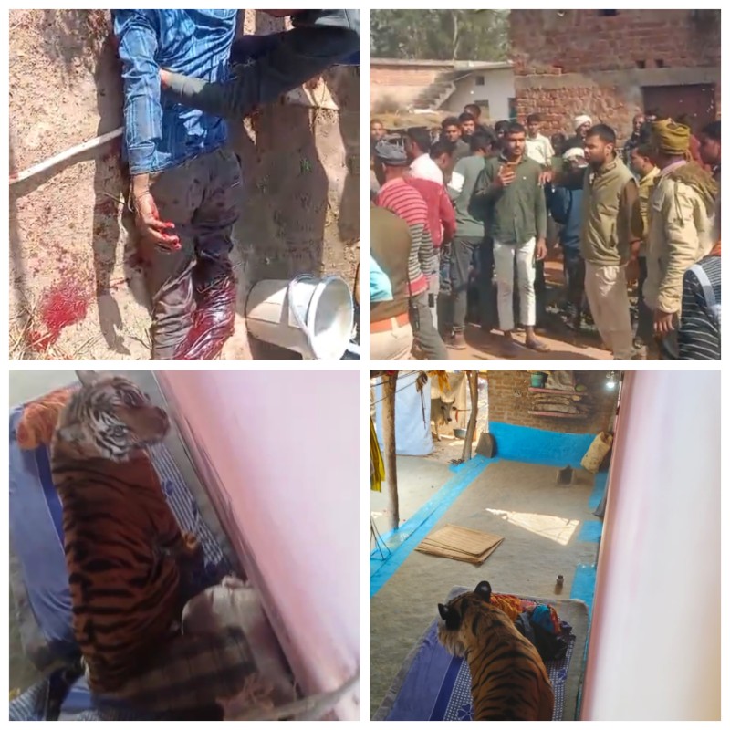 बांधवगढ़ टाइगर रिजर्व क्षेत्र में घर में घुसा बाघ एक युवक को किया घायल बांधवगढ़ टाइगर रिजर्व क्षेत्र में घर में घुसा बाघ एक युवक को किया घायल