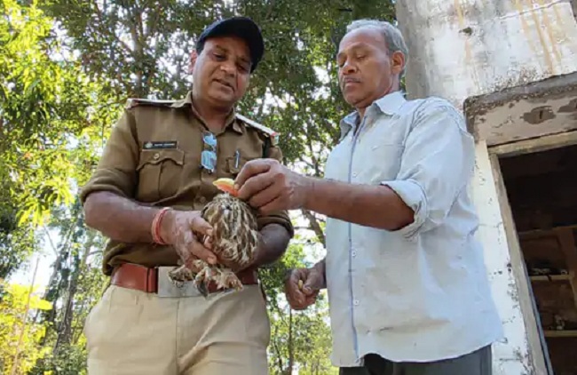 बैतूल में मिला दुर्लभ प्रजाति का उल्लू