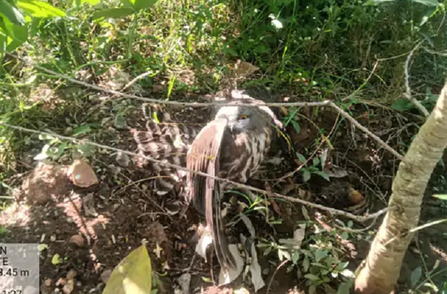 बैतूल में मिला दुर्लभ प्रजाति का उल्लू बैतूल में मिला दुर्लभ प्रजाति का उल्लू