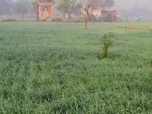 सीकर में शनिवार को फसलों पर ओस की बूंदें जम गईं। सीकर में शनिवार को फसलों पर ओस की बूंदें जम गईं।