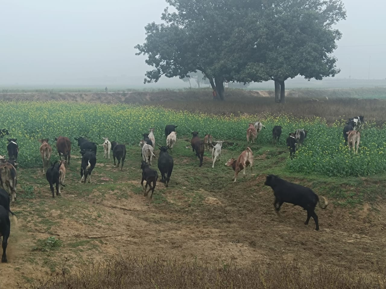 छुट्टा पशुओं से कुसहरा गांव के किसान बेहाल, सैकड़ों एकड़ फसल तबाह* छुट्टा पशुओं से कुसहरा गांव के किसान बेहाल, सैकड़ों एकड़ फसल तबाह*
