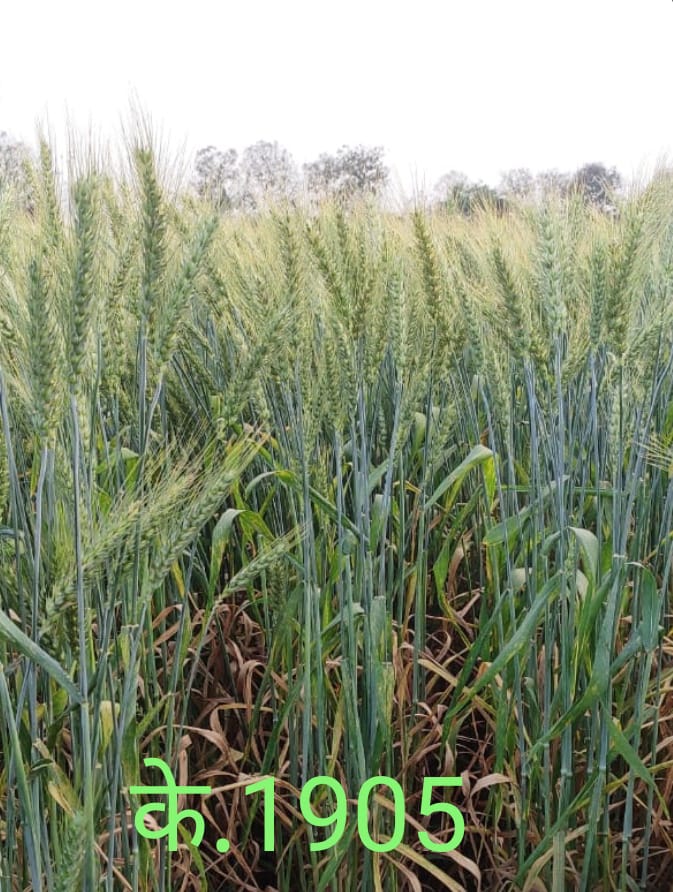 फोटो क्रेडिट - सीएसए